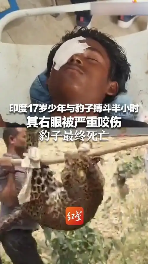 印度少年徒手单杀豹子，体育精神震撼全球网友